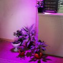 لامپ رشد گیاه ۳۶ وات  مدل لنز دار فول اسپکتروم