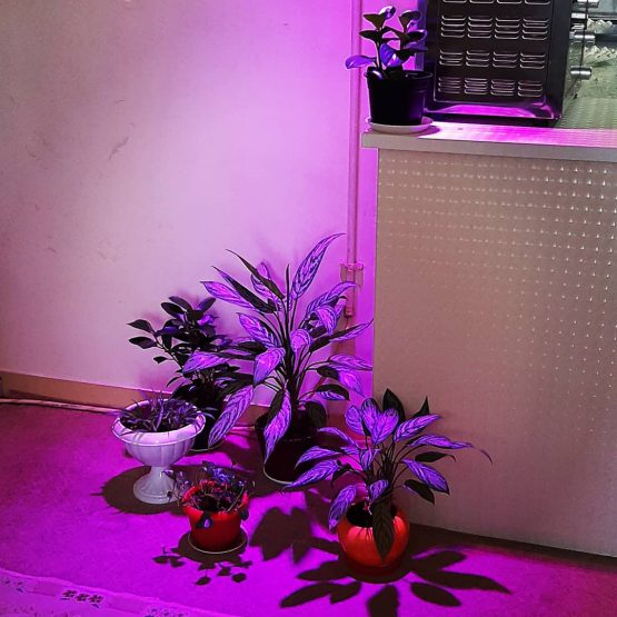 لامپ رشد گیاه ۳۶ وات  مدل لنز دار فول اسپکتروم