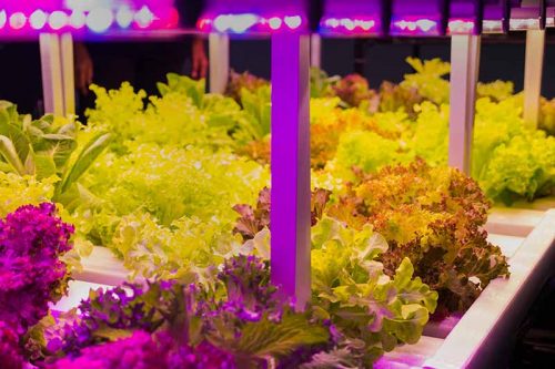 Lettuce Growing Indoors LED Lights 500x333 - بهترین لامپ رشد گیاه