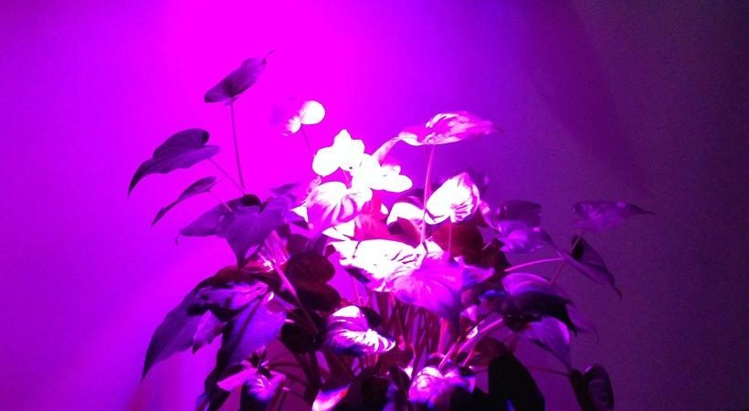 LED Grow Light lights 820x450 - اهمیت نگهداری گل و گیاه در خانه