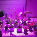 پروژکتور ۲۰ وات ~ ۶۰wl رشد گل و گیاه فول اسپکتروم
