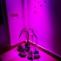 لامپ رشد گیاه ۱۸ وات ~ ۵۴wl مدل لنز دار فول اسپکتروم
