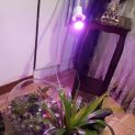 لامپ رشد گیاه ۷ وات ~ ۲۱wl حبابی با پایه خرطومی فول اسپکتروم