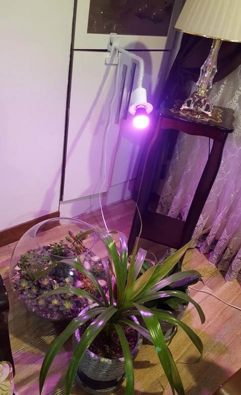 لامپ رشد گیاه ۷ وات ~ ۲۱wl حبابی با پایه خرطومی فول اسپکتروم