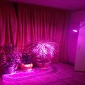 لامپ رشد گیاه ۷ وات ~ ۲۱wl لنزدار با پایه خرطومی فول اسپکتروم