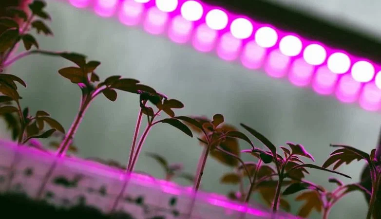 چرا رنگ نور لامپ رشد گیاه بنفش است؟ | ال ای دی سازان چراغ رشد گیاه