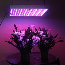 led lamp roshd giah - لامپ رشد گیاه چیست؟