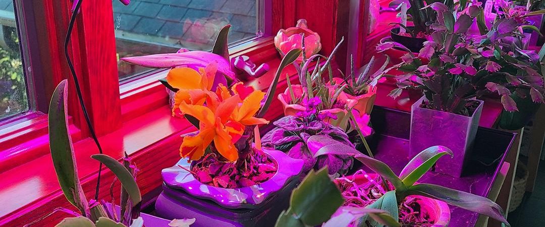 thumbnail 1080x450 - نور مصنوعی برای گیاهان آپارتمانی