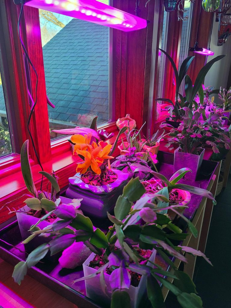 thumbnail 768x1024 - نور مصنوعی برای گیاهان آپارتمانی