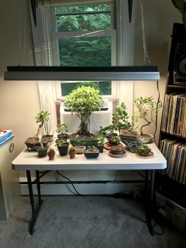 bonsai grow light 375x500 - پرورش درخت بن سای با لامپ رشد گیاه