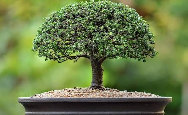 bonsai - پرورش درخت بن سای با لامپ رشد گیاه