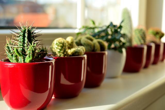 cactii growing indoors - شرایط استفاده از لامپ رشد گیاه در پرورش کاکتوس و ساکولنت