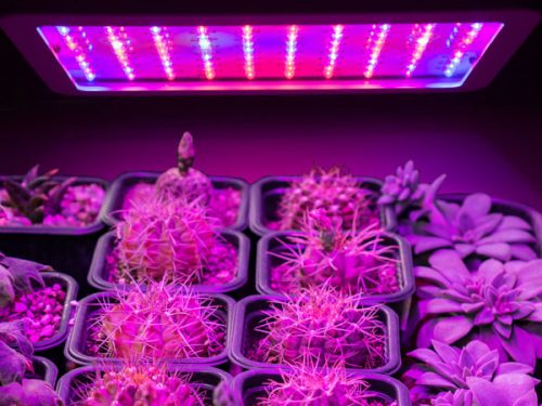 led grow light succulents 500x375 - شرایط استفاده از لامپ رشد گیاه در پرورش کاکتوس و ساکولنت