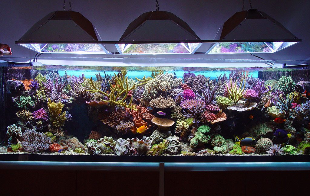led light aquarium - led-light-aquarium