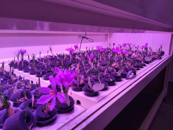 saffron led grow light 600x450 - پرورش زعفران با لامپ رشد گیاه در خانه