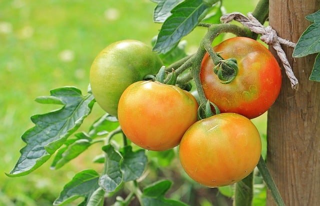 tomato growing indoors - tomato-growing-indoors