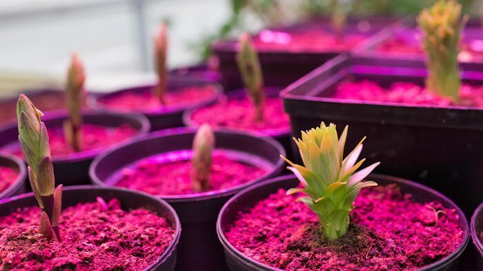 plant growing lamp - افزایش عملکرد گیاهان با لامپ رشد گیاه