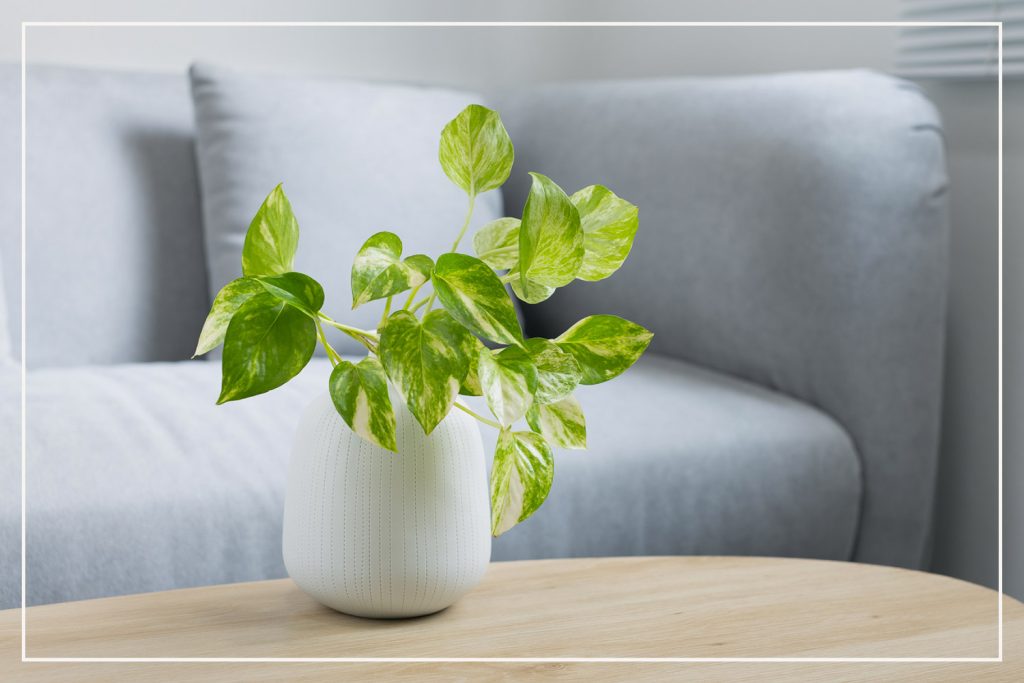 pothos led grow light 1024x683 - پرورش گیاه پوتوس با لامپ رشد گیاه
