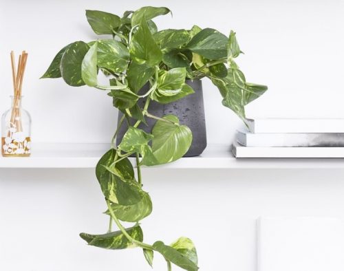 pothos plant 500x394 - پرورش گیاه پوتوس با لامپ رشد گیاه