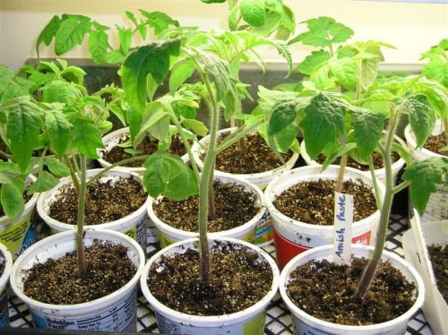 tomato plants 013 Medium 500x374 - راهنمای جامع برای رشد سبزیجات و گل ها از بذر