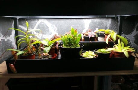 venus flytrap - پرورش و نگهداری گیاهان گوشت خوار با لامپ رشد گیاه