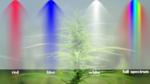 Illumination intensity 500x281 - تغییر چرخه رشد گیاهان با نور لامپ رشد گیاه