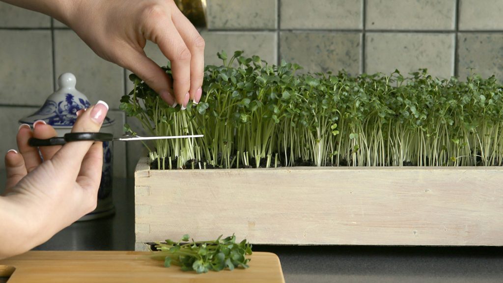 harvest microgreen 1024x576 - پرورش ریزسبز ها با لامپ رشد گیاه