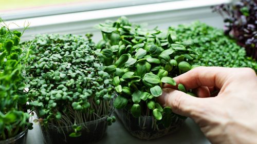 microgreen 500x281 - پرورش ریزسبز ها با لامپ رشد گیاه