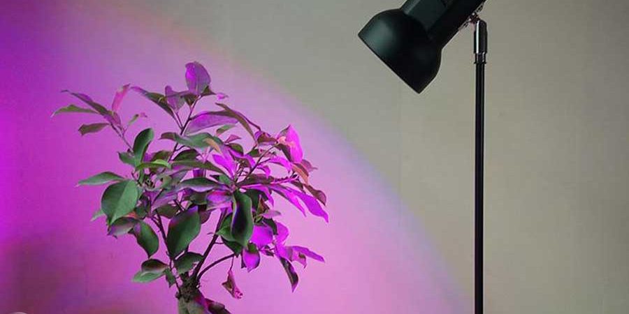 nur7 900x450 - ۳ راه بهینه سازی پرورش گیاهان زینتی با لامپ رشد گیاه