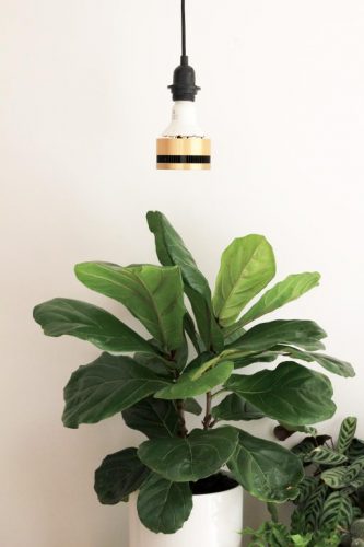 how to use grow lights for indoor plants 333x500 - نحوه استفاده از لامپ رشد گیاه
