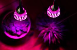 PPunson Dual Head UV IR Plant LED Grow Light 4 fe8870e8de9a4acb9c89bf038f733f03 263x174 - ۱۰ اشتباه رایج زمان استفاده از چراغ رشد گیاه