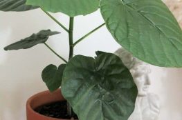 ficus umbellata 263x174 - شرایط نگهداری گیاه فیکوس با لامپ رشد گیاه