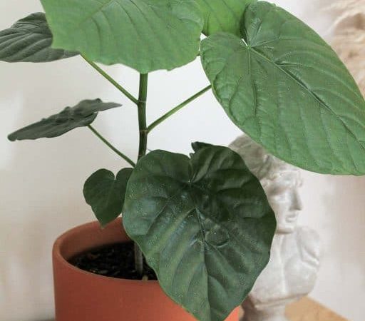 ficus umbellata 512x450 - شرایط نگهداری گیاه فیکوس با لامپ رشد گیاه