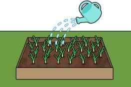 aid1069185 v4 728px Grow Onions Step 9 Version 2 263x174 - پرورش پیاز با لامپ رشد گیاه