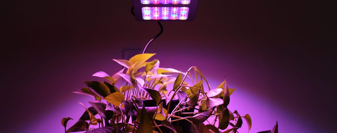 best led grow light scaled.jpg.optimal 1138x450 - آیا چراغ های رشد گیاه ال ای دی مادام العمر هستند؟