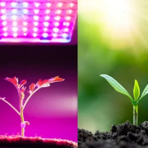 Grow light Vs Sunlight 1024x683 1 300x300 - لامپ رشد گیاه چیست و چه مزایایی دارد.؟