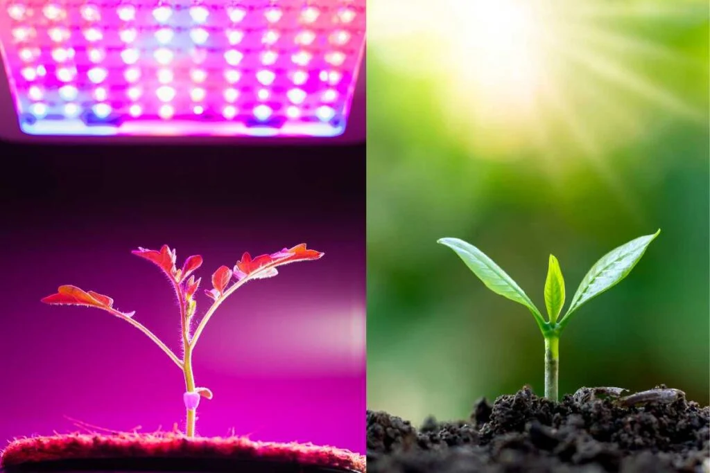 Grow light Vs Sunlight 1024x683 1 - لامپ رشد گیاه چیست و چه مزایایی دارد.؟