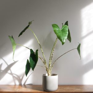 Plant growth light for elephant ear plants 300x300 - اصول نگهداری گیاه بابا آدم با لامپ رشد گیاه