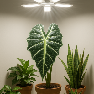 file 000000002d8c61f4ade43ed2eb126cc6 300x300 - مقاله جامع: راهنمای انتخاب لامپ رشد گیاه برای گیاهان آپارتمانی file 000000002d8c61f4ade43ed2eb126cc6 300x300 - مقاله جامع: راهنمای انتخاب لامپ رشد گیاه برای گیاهان آپارتمانی